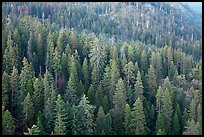 Evergreen forest seen from Moro Rock. Sequoia National Park, California, USA.