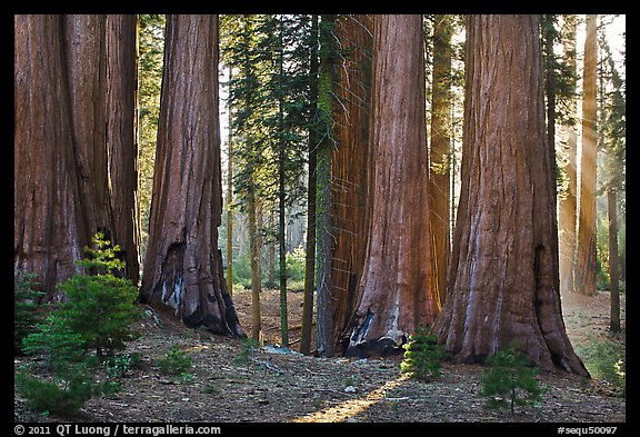 Group of backlit sequoias, early morning. Sequoia National Park, California, USA.