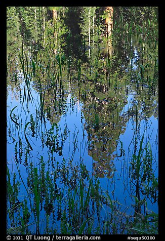 Sequoia trees reflected in pond, Huckleberry Meadow. Sequoia National Park, California, USA.
