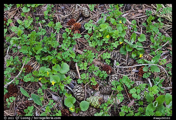 Close-up of forest floor with flowers, shamrocks, and cones. Sequoia National Park, California, USA.