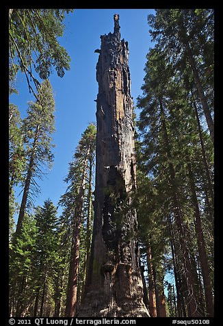 Dead Giant. Sequoia National Park, California, USA.