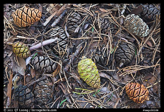 Close-up of cones of the sequoia trees. Sequoia National Park, California, USA.