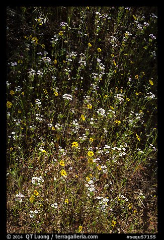 White and yellow wildflowers. Sequoia National Park (color)