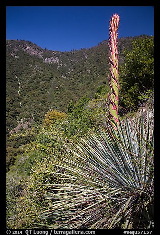 Yucca stem and forested slopes. Sequoia National Park (color)