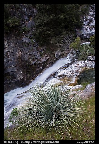 Yucca and gorge of the Kaweah River. Sequoia National Park (color)