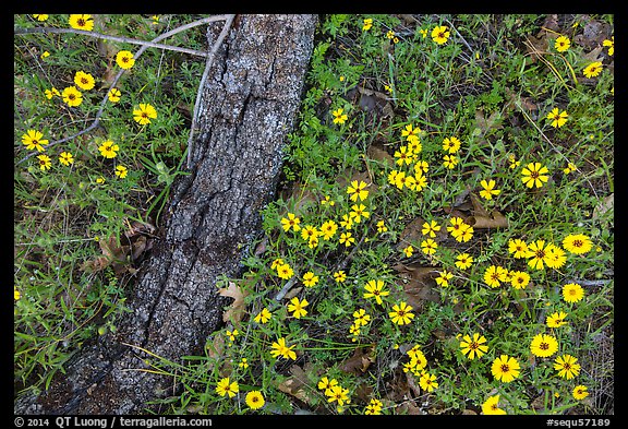 Ground view with yellow wildflowers and fallen oak branch. Sequoia National Park (color)