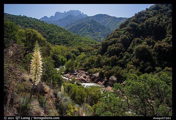 Yucca and Middle Fork of the Kaweah River. Sequoia National Park (color)