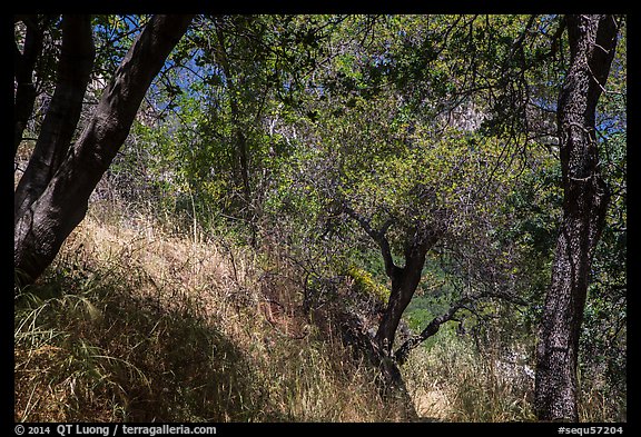Oak trees and grasses in spring near Ash Peaks. Sequoia National Park (color)