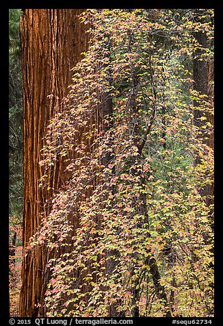 Dogwood in fall foliage and sequoia. Sequoia National Park, California, USA.