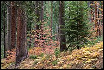 Forest with ferns and dogwoods in autum color. Sequoia National Park, California, USA.