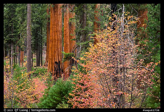 Dogwoods in autumn foliage and sequoia grove. Sequoia National Park, California, USA.