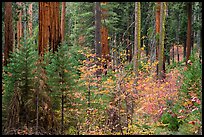 Dogwoods in autumn foliage and sequoia forest. Sequoia National Park, California, USA.