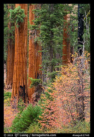 Dogwoods in fall foliage and sequoia trees. Sequoia National Park, California, USA.
