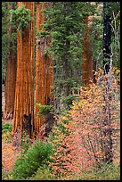 Dogwoods in fall foliage and sequoia trees. Sequoia National Park, California, USA.