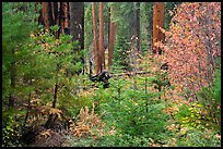 Dogwoods in fall foliage and sequoia forest. Sequoia National Park, California, USA.