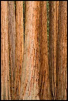 Tightly clustered sequoia tree trunks. Sequoia National Park ( color)