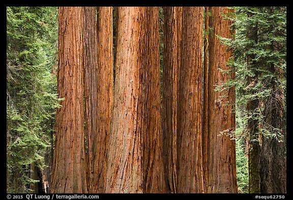 Densely clustered sequoia tree trunks, Giant Forest. Sequoia National Park (color)