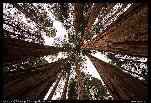 Looking up grove of sequoia trees, Giant Forest. Sequoia National Park (color)