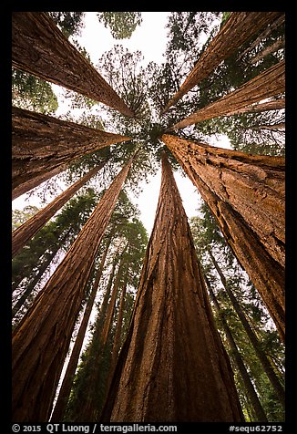 Looking skywards grove of sequoia trees. Sequoia National Park (color)