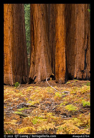 Group of giant sequoias and ferns in autumn. Sequoia National Park (color)