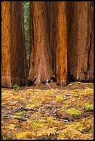 Group of giant sequoias and ferns in autumn. Sequoia National Park, California, USA.