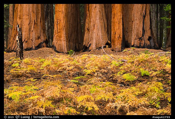 Ferms in autumn colors and grove of giant sequoias. Sequoia National Park, California, USA.