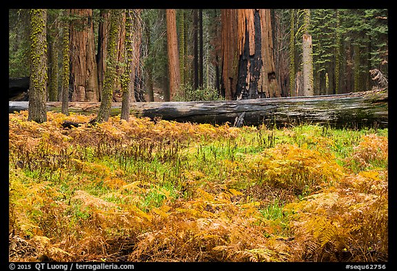 Meadow with ferns in autumn in Giant Forest. Sequoia National Park, California, USA.