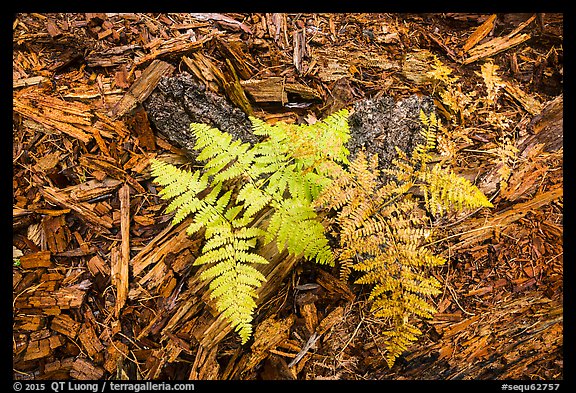 Close-up of ferns and bark from giant sequoias. Sequoia National Park, California, USA.