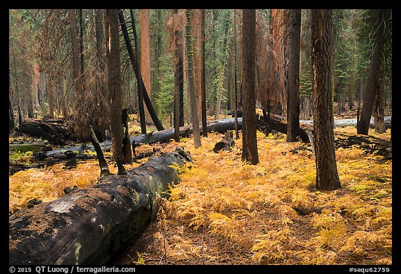 Ferns and burned trees in autumn, Giant Forest. Sequoia National Park, California, USA.
