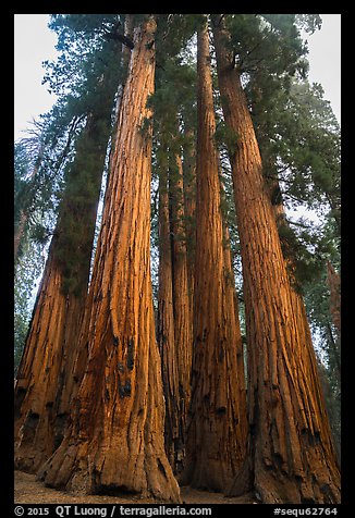 Looking upwards Senate group of sequoias. Sequoia National Park (color)
