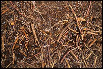 Close-up of ground with fallen branches, needles, and hailstones. Sequoia National Park ( color)