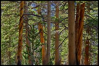 High Sierra pine forest. Sequoia National Park ( color)