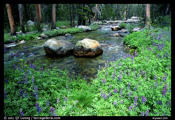 Flowers, creek and rocks, near Tuolumne Meadows. Yosemite National Park, California, USA.