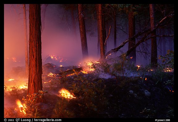 Forest fire. Yosemite National Park, California, USA.
