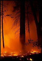 Managed fire. Yosemite National Park, California, USA. (color)
