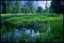 Flooded Meadow below Cathedral Rock in spring. Yosemite National Park, California, USA.