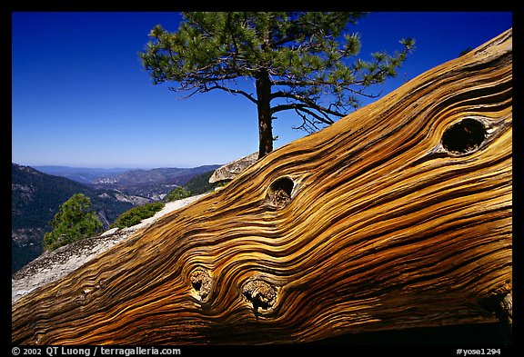 Downed tree on top of El Capitan. Yosemite National Park, California, USA.