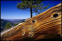 Downed tree on top of El Capitan. Yosemite National Park, California, USA. (color)