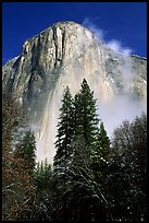 Pine trees and fog, looking up El Capitan. Yosemite National Park, California, USA. (color)