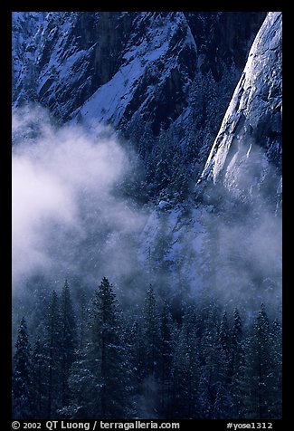 Pines, mist, and Cathedral Rocks. Yosemite National Park, California, USA.