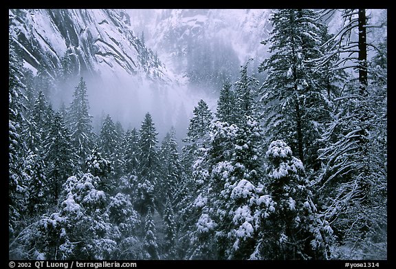 Forest with snow and fog near Vernal Falls. Yosemite National Park (color)