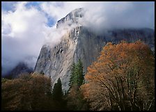 El Capitan with clouds shrouding summit. Yosemite National Park, California, USA. (color)