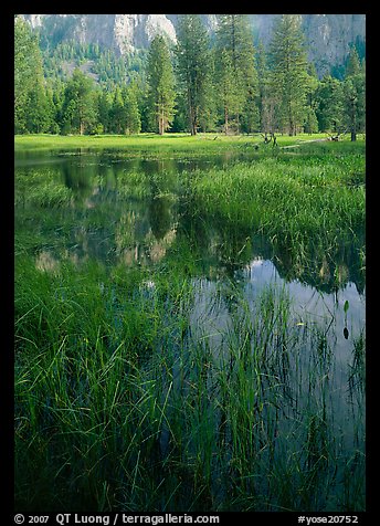 Seasonal pond in spring meadow. Yosemite National Park, California, USA.