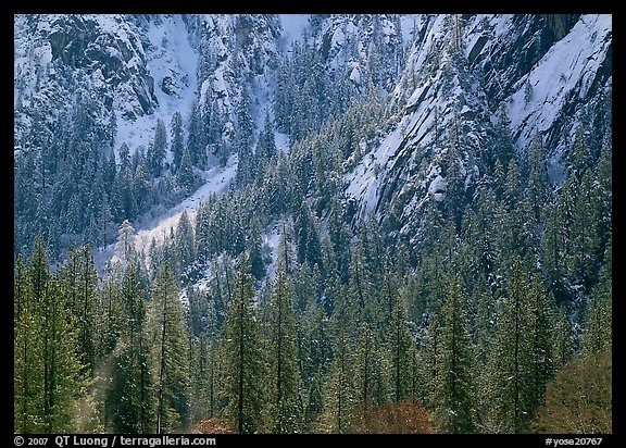 Dry Evergreens and snowy cliff. Yosemite National Park (color)