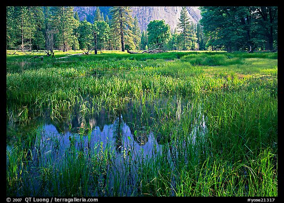 Flooded Meadow below Cathedral Rock in spring. Yosemite National Park, California, USA.