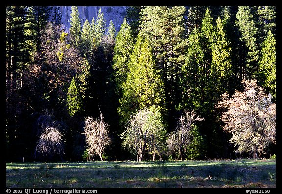 Meadow near Happy isles in spring. Yosemite National Park, California, USA.