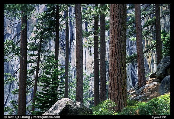 Lodegepole pines and cliff, Yosemite Falls trail. Yosemite National Park, California, USA.