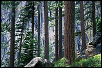 Lodegepole pines and cliff, Yosemite Falls trail. Yosemite National Park, California, USA. (color)