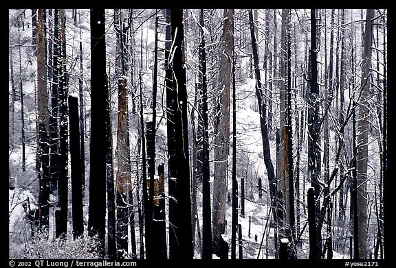 Burned forest in winter, Wawona road. Yosemite National Park, California, USA.