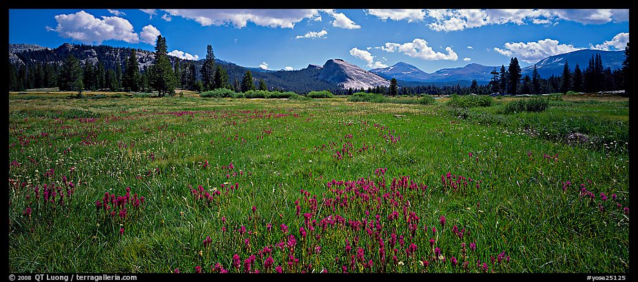 Tuolume Meadows in summer with indian paintbrush. Yosemite National Park (color)